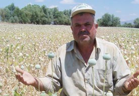 Haşhaş çiftçisine 408 bin YTL