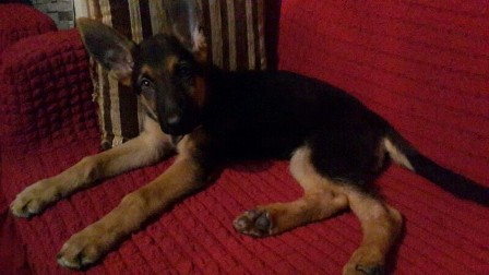 Kayıp köpeğini bulanı ödüllendirecek