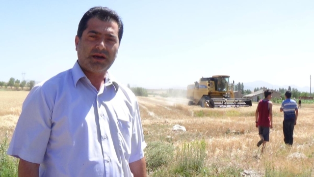 Suğla Ovası'nda hasat bitti