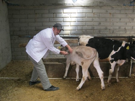 Beyşehir'de büyükbaş hayvanlara sığır çiçeği aşısı