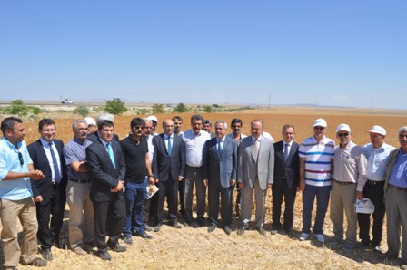 Konya’da aspir hasadı