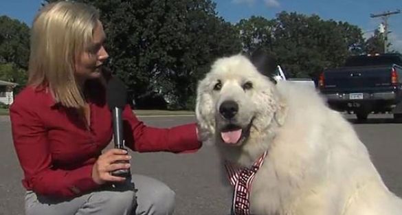 Köpek belediye başkanı seçildi!