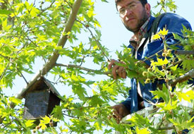 Beyşehir'de kuşlara özel yuva