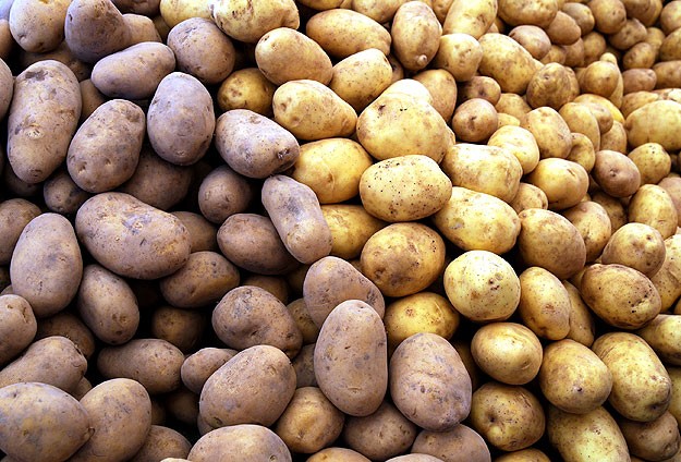 Çukurova'da Patates Hasadı Başladı