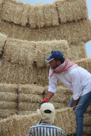 Beyşehir'de sap, samanda sıkıntı yok