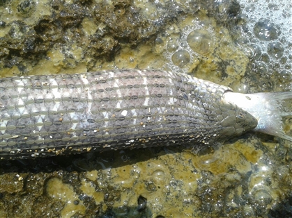 Balığı yutmak isteyen yılan boğuldu