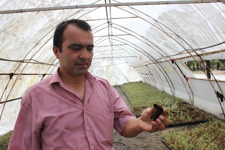 Karapınar'da atripleks ekimi yapılacak