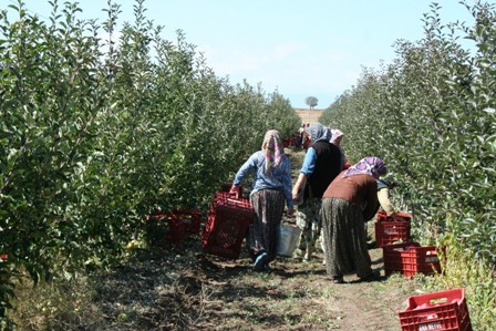 Beyşehir'de yetişen meyvenin aroması farklı