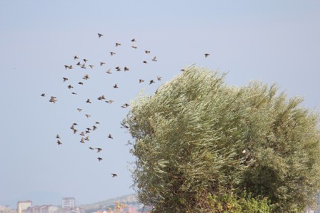 Kuş fotoğrafçıları ve gözlemlecilerinin adresi Beyşehir Gölü