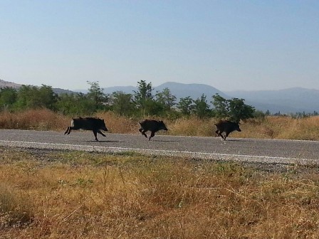 Jandarmadan domuz kurtarma operasyonu