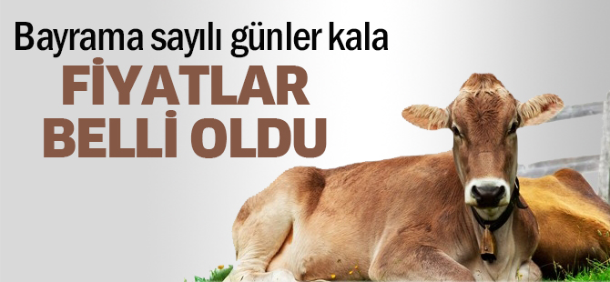 Kurbanlık fiyatları belli oldu
