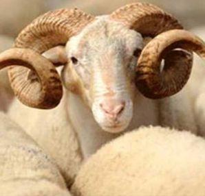 Kurban keserken hangi dua okunur? Kurban duası...