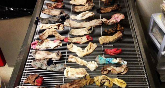 3 yaşındaki köpeğin midesinden 43 çorap çıkarıldı