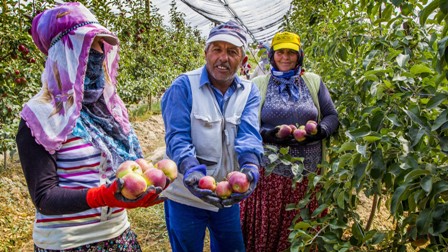 Bu elma bahçesi 700 futbol sahası büyüklüğünde