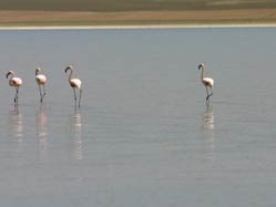 Kuşlar Anadolu'ya küstü