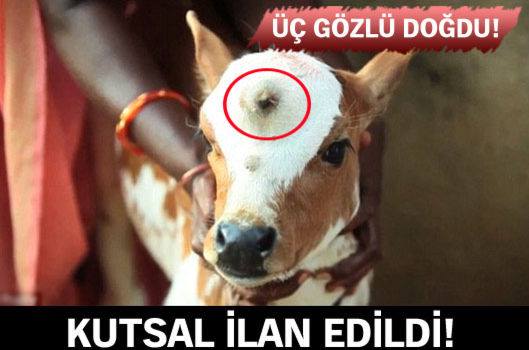 Üç gözlü doğan buzağı kutsal ilan edildi