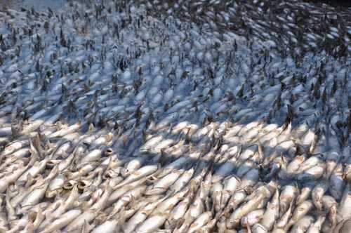 Yüzbinlerce alabalık telef oldu