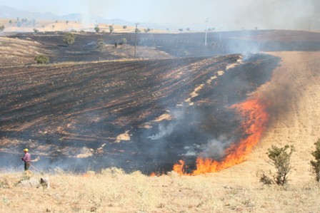 Beyşehir'de anız yakılan tarlaların sahiplerine para cezası