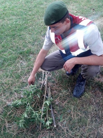 Jandarmadan kenevir operasyonu