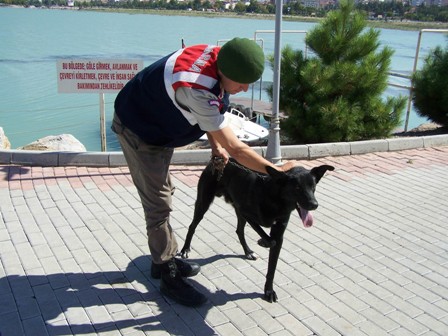 Ayağı kırık sokak köpeğine Jandarma şefkati