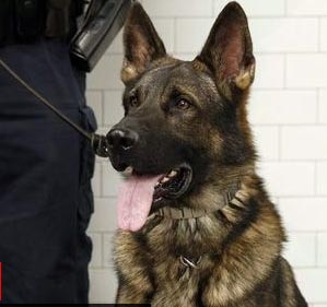 Özel Harekat Köpeği, Musul'da mı Kaldı?