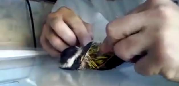 Minik kuşa nefesi ile can verdi!