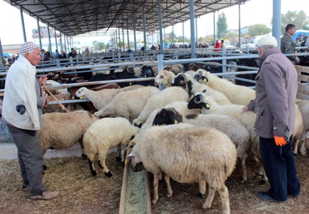 Kurbanlıklar görücüye çıktı