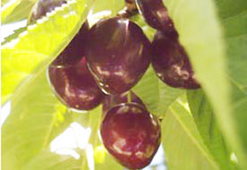 Kirazda büyük rekolte kaybı