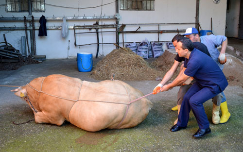 Rueff tekniği, boğaları dize getiriyor