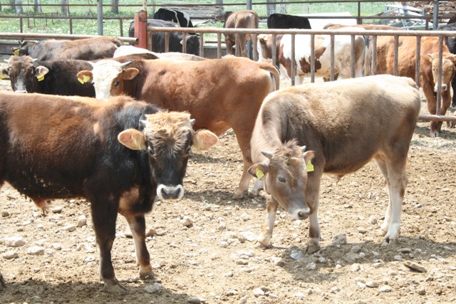 Konya büyükbaş hayvan sayısı ve süt üretiminde birinci oldu