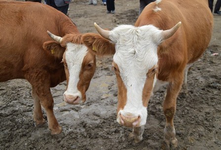 "Kurbanlık tercihi bölgelere göre değişiyor"