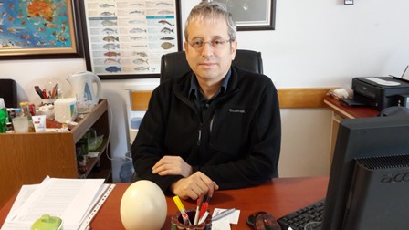 DEVE KUŞU YUMURTASINDAN YARA BANDI