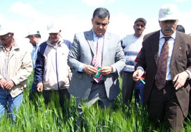 Ereğli'de süneyle biyolojik mücadele