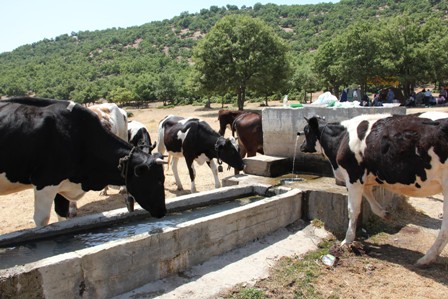 Seydişehir'de şap aşılama kampanyası başladı