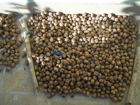 Ceviz  fiyatlarını tavan yaptı