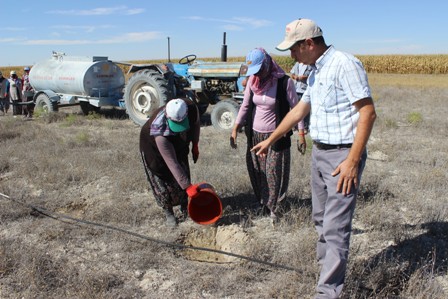 Karapınar'da erozyonu sahasına atripleks ekildi
