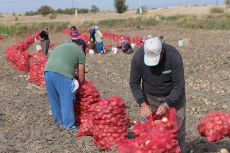 Beyşehir'de cipslik patates üretimi çiftçinin yeni gelir kapısı oldu