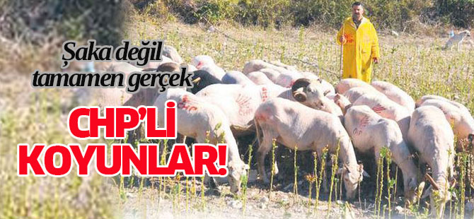 CHP'li koyunlar!