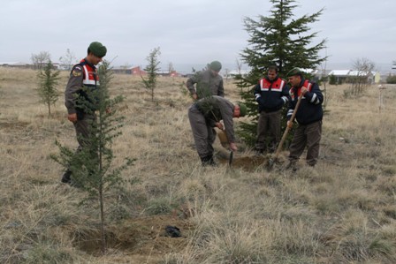 Kulu jandarması 526 sedir fidanını toprakla buluşturdu