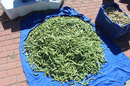 Çiftçinin yeni umudu fasülye tarımı