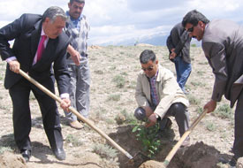 Hacımemiş'e 315 aşılı ceviz fidanı