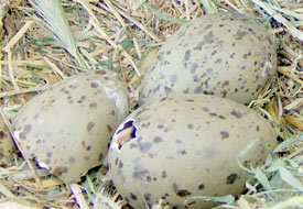 Martı yavrularından dünyaya 'merhaba'