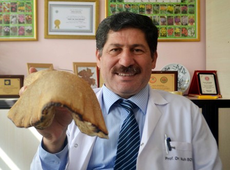 Öldürücü mantarların zehirlenme belirtileri daha geç ortaya çıkıyor