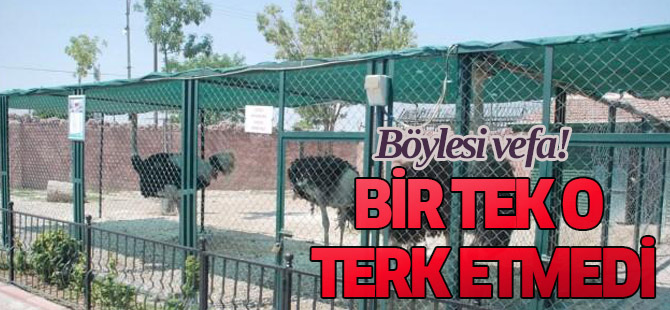 Bir Tek O Terk Etmedi