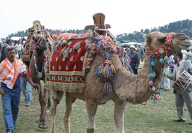 Yörük Şenliği'nde DOLAR kapma yarışı