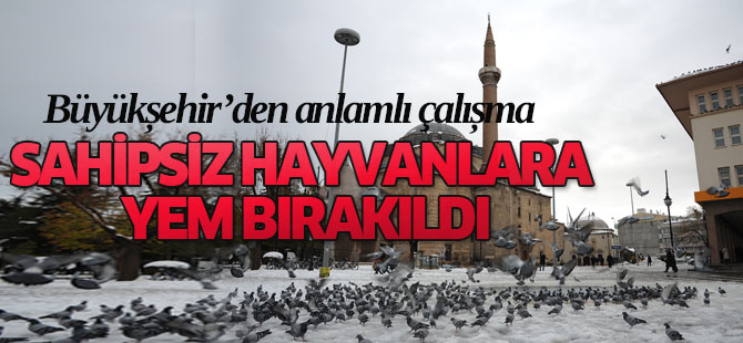 Kuşlara ve Sahipsiz Hayvanlara Yem Bırakıldı