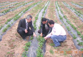 Yaylacık'tan yurt dışına çilek gidiyor