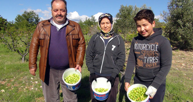 Bir kilo can eriği yarım altın fiyatında!