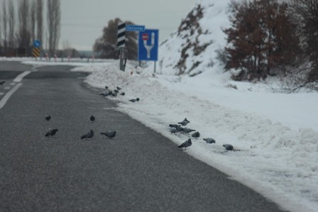 Kuş sürüleri yollara indi