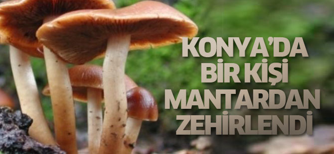 Yediği Mantardan Zehirlendi